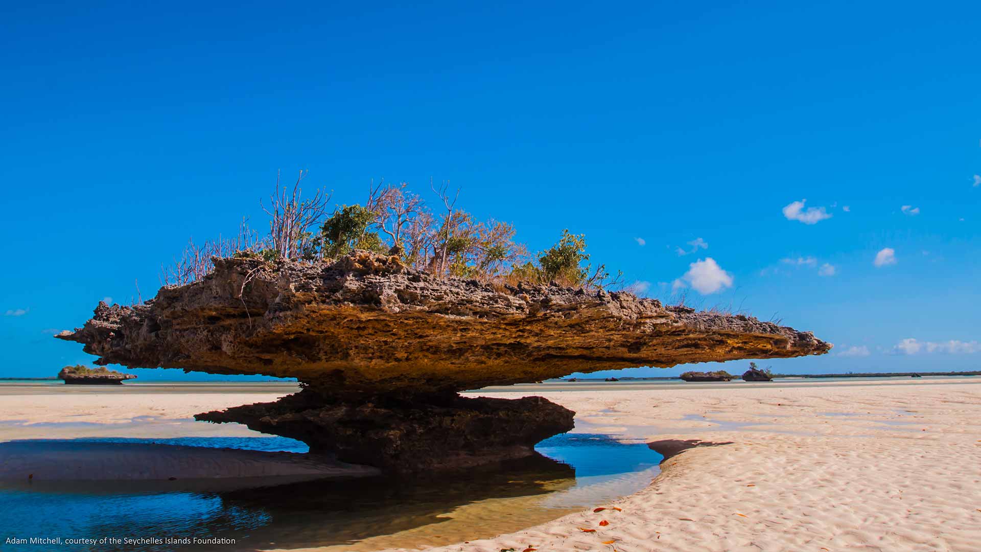 aldabra-coral-sanctuary