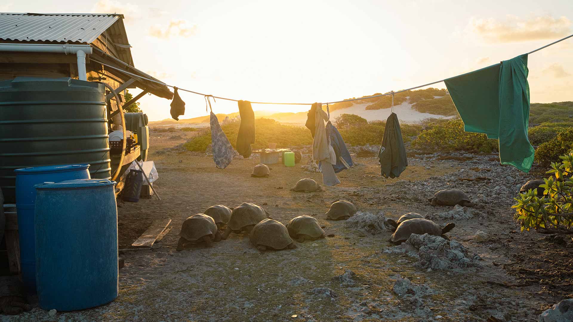 early-morning-aldabra