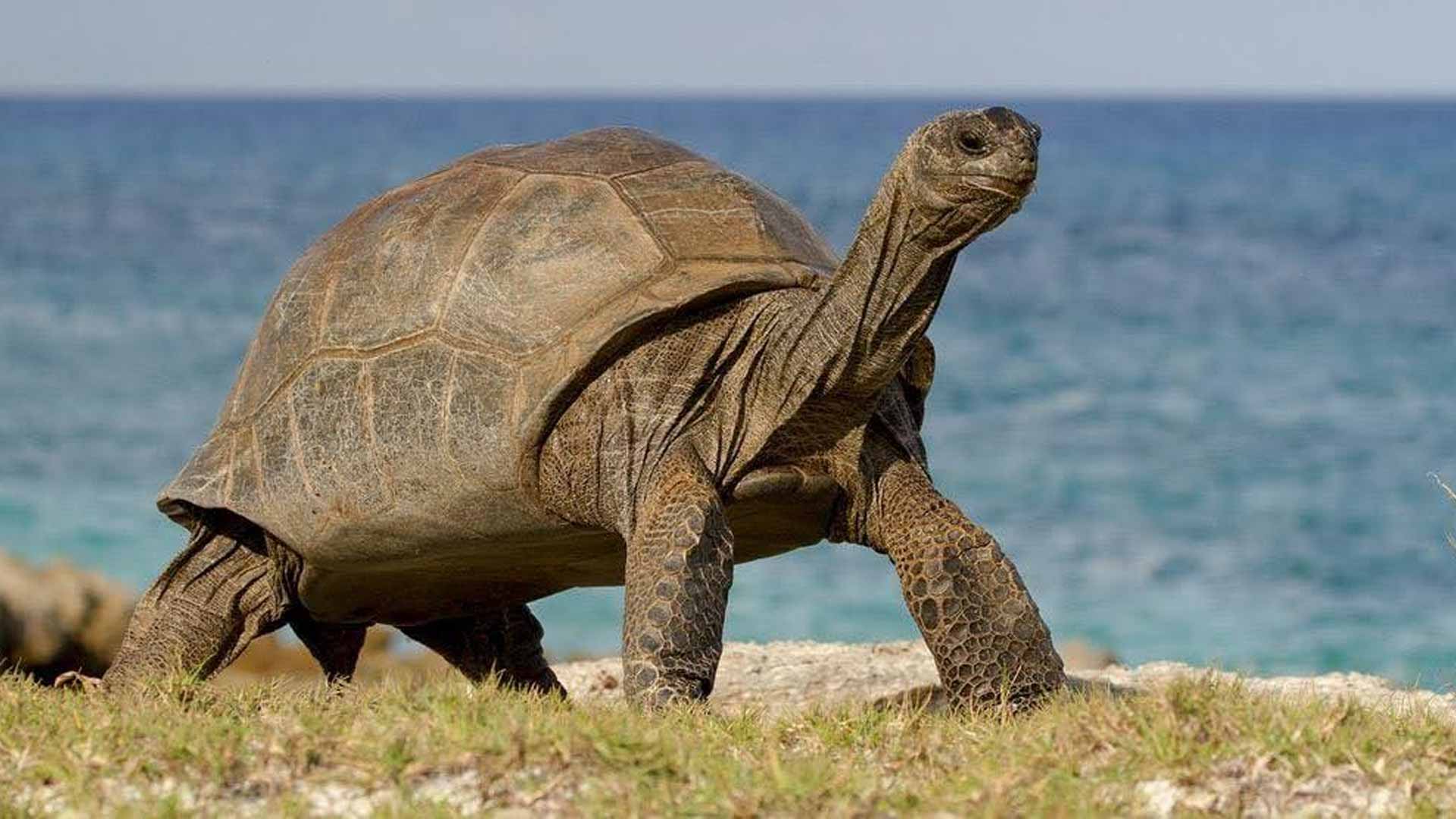 giant-tortoises-aldabra